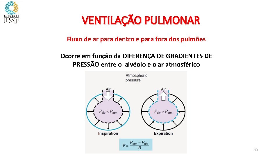 VENTILAÇÃO PULMONAR Fluxo de ar para dentro e para fora dos pulmões Ocorre em