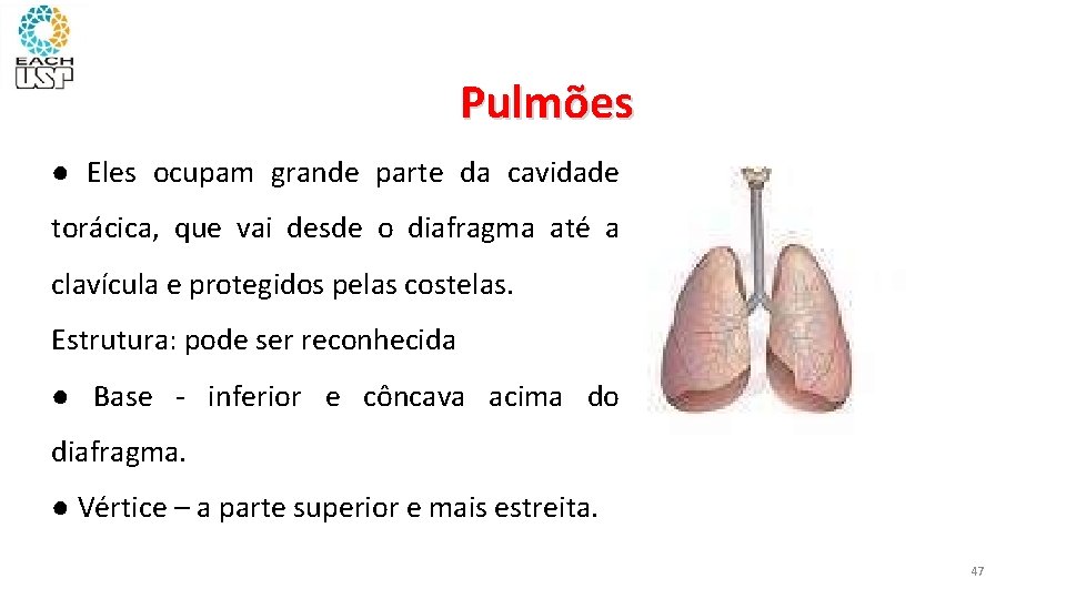 Pulmões ● Eles ocupam grande parte da cavidade torácica, que vai desde o diafragma