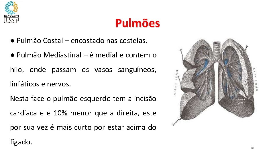 Pulmões ● Pulmão Costal – encostado nas costelas. ● Pulmão Mediastinal – é medial