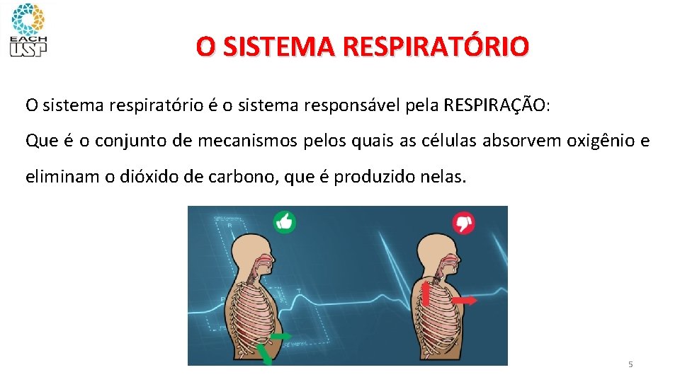 O SISTEMA RESPIRATÓRIO O sistema respiratório é o sistema responsável pela RESPIRAÇÃO: Que é