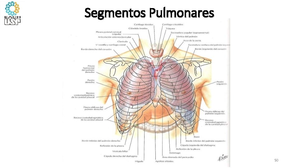 Segmentos Pulmonares 50 