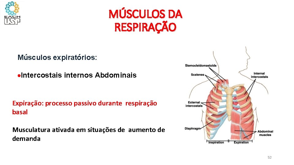 MÚSCULOS DA RESPIRAÇÃO Músculos expiratórios: Intercostais internos Abdominais Expiração: processo passivo durante respiração basal