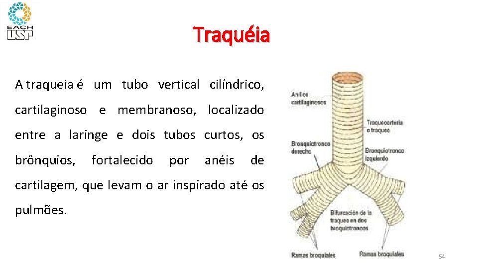 Traquéia A traqueia é um tubo vertical cilíndrico, cartilaginoso e membranoso, localizado entre a