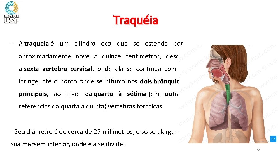 Traquéia - A traqueia é traqueia um cilindro oco que se estende por aproximadamente