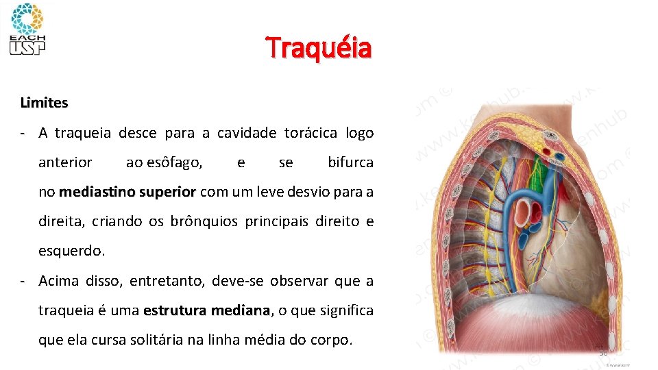 Traquéia Limites - A traqueia desce para a cavidade torácica logo anterior ao esôfago,