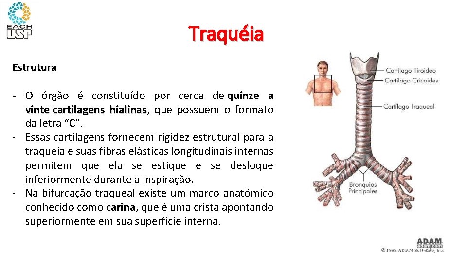 Traquéia Estrutura - O órgão é constituído por cerca de quinze a vinte cartilagens