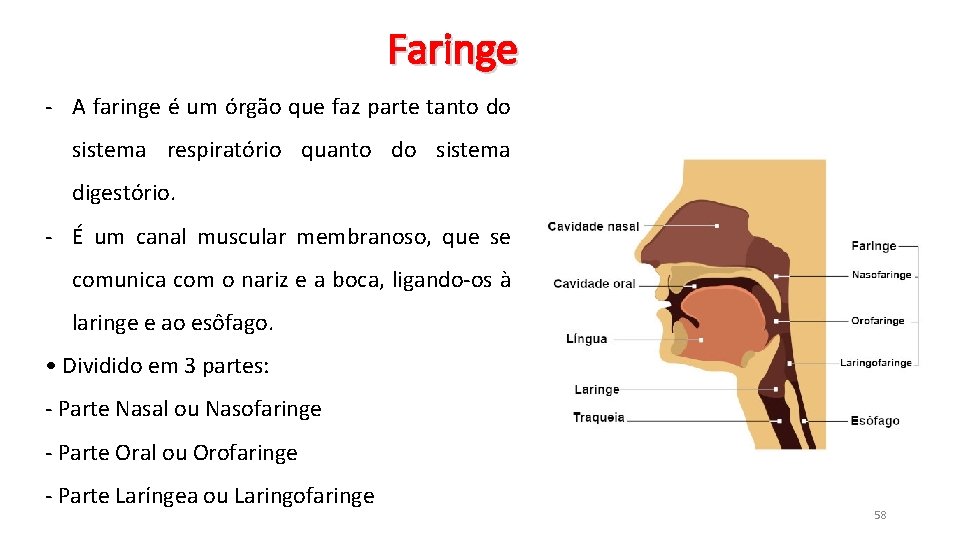 Faringe - A faringe é um órgão que faz parte tanto do sistema respiratório