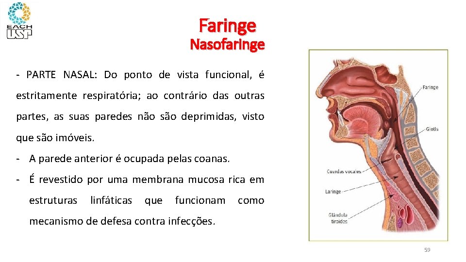 Faringe Nasofaringe - PARTE NASAL: Do ponto de vista funcional, é estritamente respiratória; ao