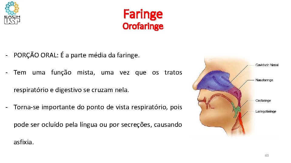 Faringe Orofaringe - PORÇÃO ORAL: É a parte média da faringe. - Tem uma