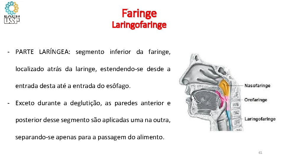 Faringe Laringofaringe - PARTE LARÍNGEA: segmento inferior da faringe, localizado atrás da laringe, estendendo-se