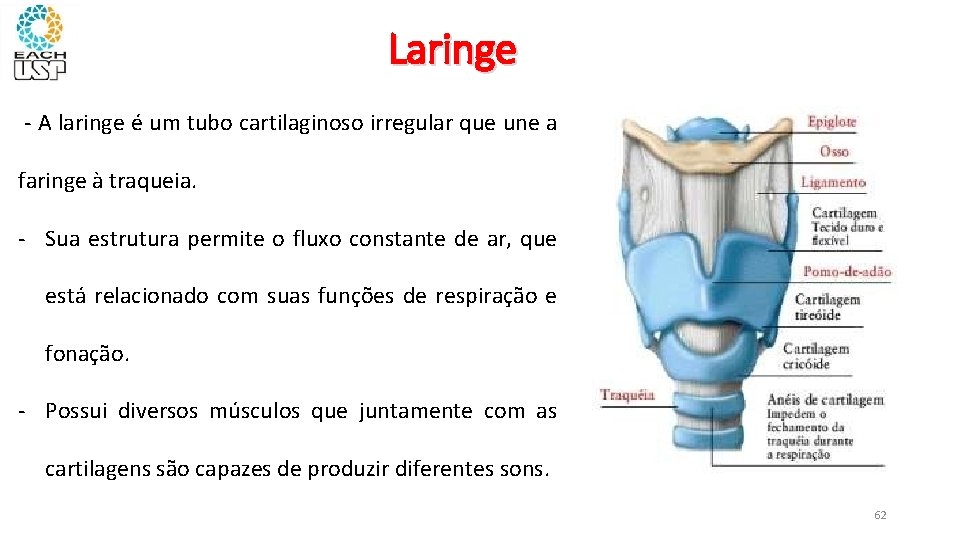 Laringe - A laringe é um tubo cartilaginoso irregular que une a faringe à
