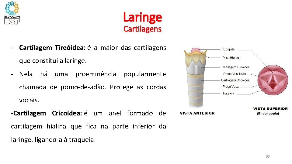 Laringe Cartilagens - Cartilagem Tireóidea: é Tireóidea: a maior das cartilagens que constitui a