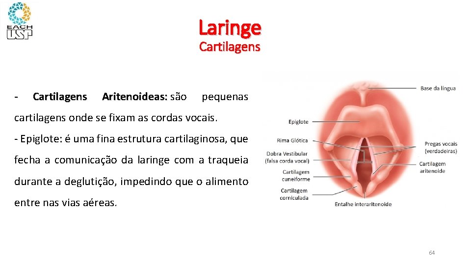 Laringe Cartilagens - Cartilagens Aritenoideas: são Aritenoideas: pequenas cartilagens onde se fixam as cordas