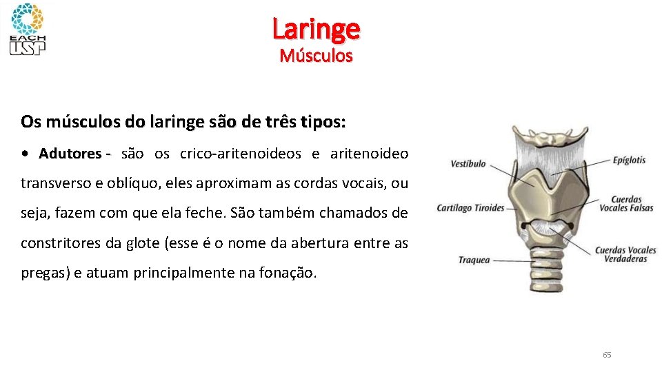 Laringe Músculos Os músculos do laringe são de três tipos: • Adutores - são