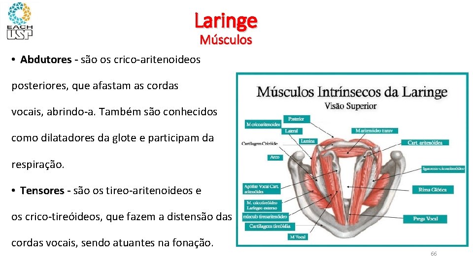 Laringe Músculos • Abdutores - são os crico-aritenoideos - posteriores, que afastam as cordas