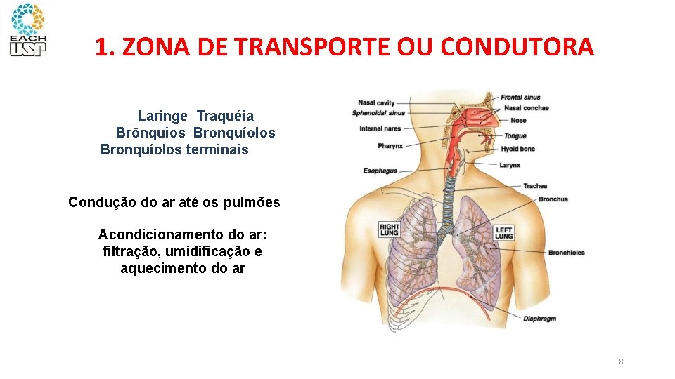 1. ZONA DE TRANSPORTE OU CONDUTORA Laringe Traquéia Brônquios Bronquíolos terminais Condução do ar