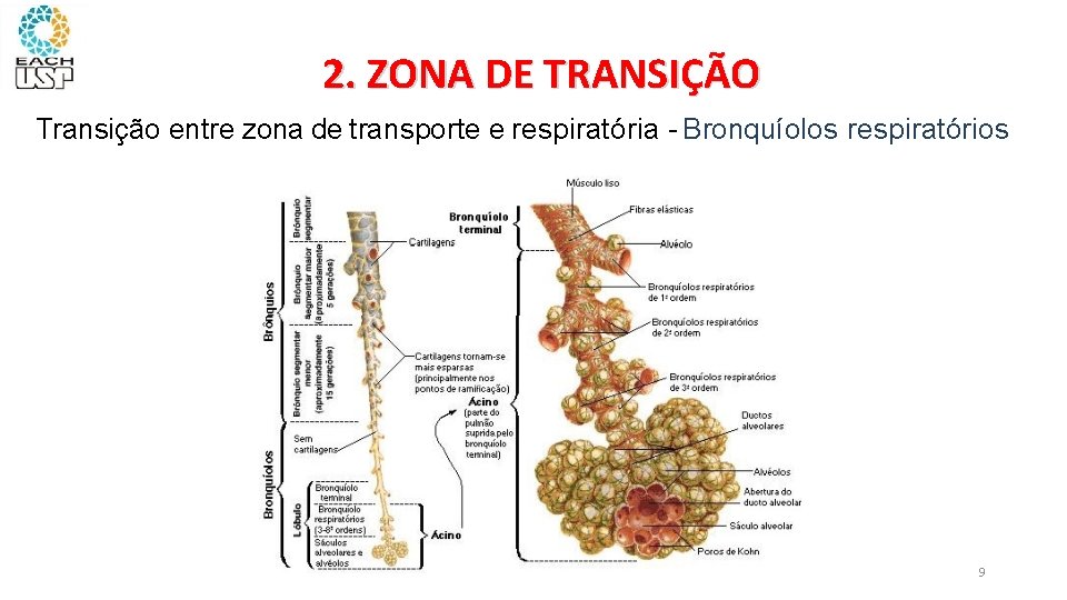 2. ZONA DE TRANSIÇÃO Transição entre zona de transporte e respiratória - Bronquíolos respiratórios