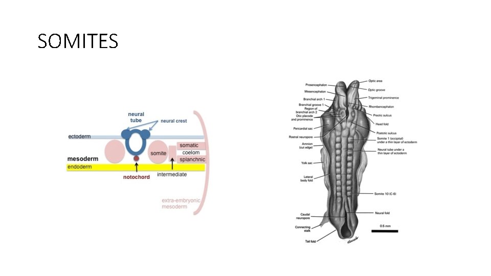 SOMITES 