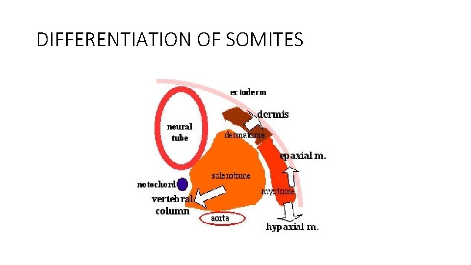 DIFFERENTIATION OF SOMITES 