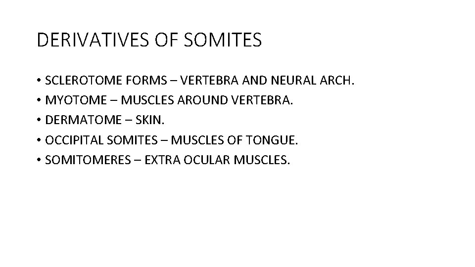 DERIVATIVES OF SOMITES • SCLEROTOME FORMS – VERTEBRA AND NEURAL ARCH. • MYOTOME –