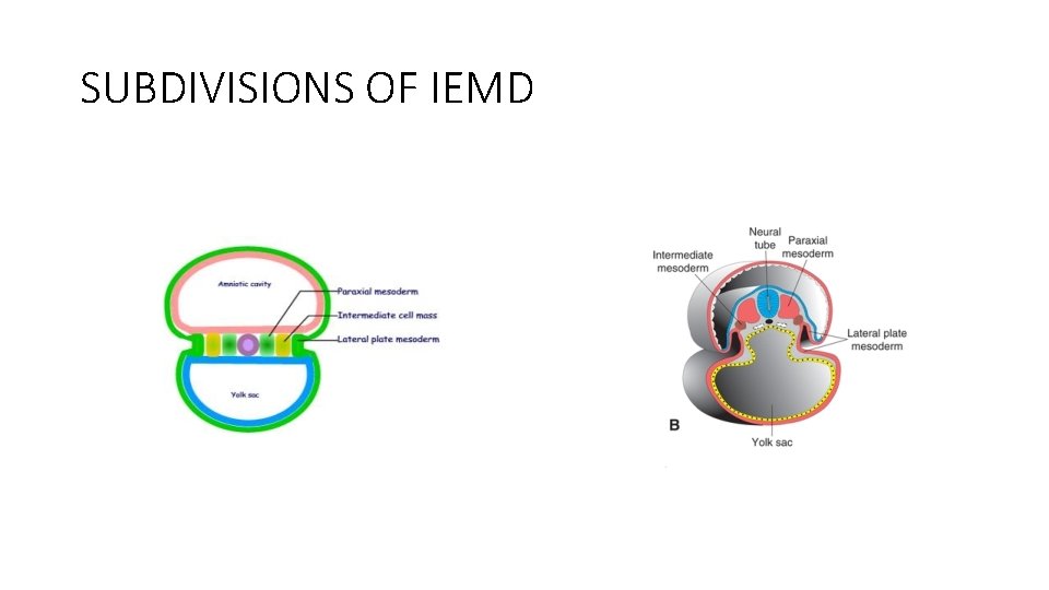 SUBDIVISIONS OF IEMD 