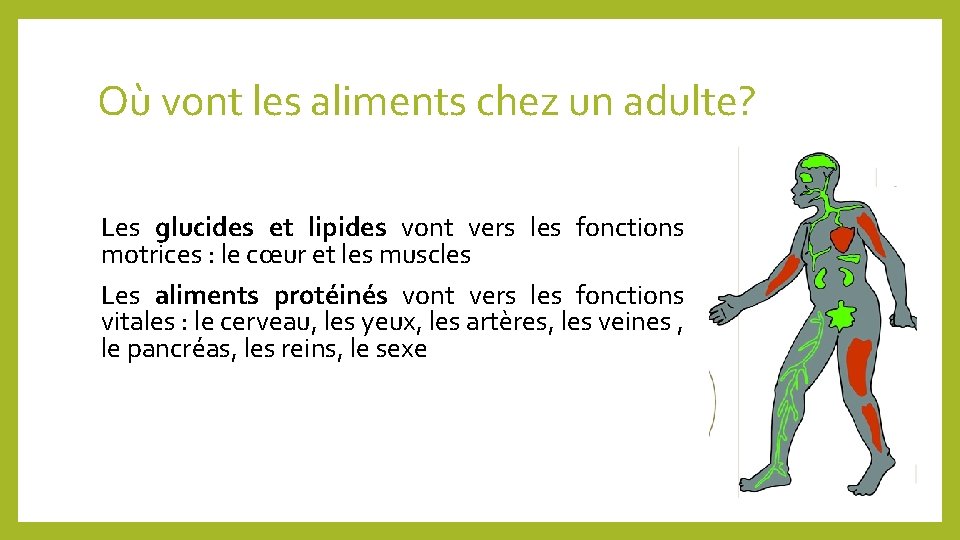 Où vont les aliments chez un adulte? Les glucides et lipides vont vers les