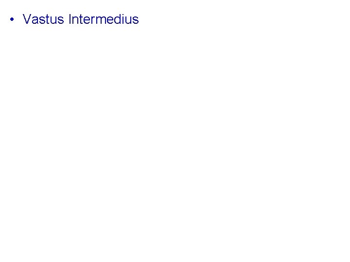  • Vastus Intermedius 