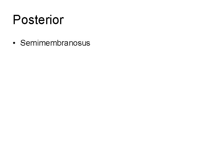 Posterior • Semimembranosus 