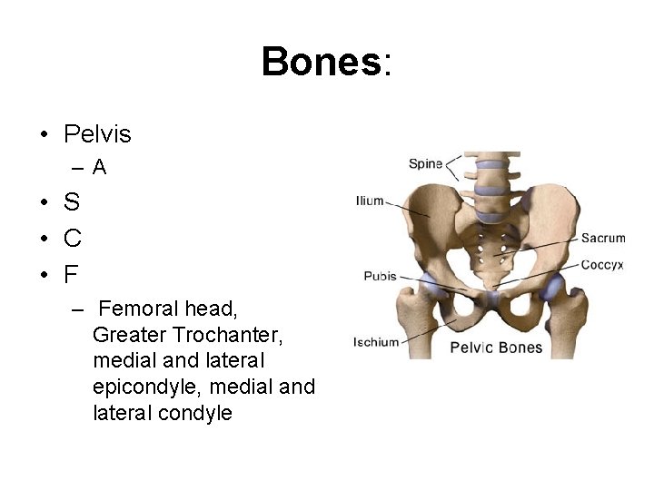 Bones: • Pelvis –A • S • C • F – Femoral head, Greater