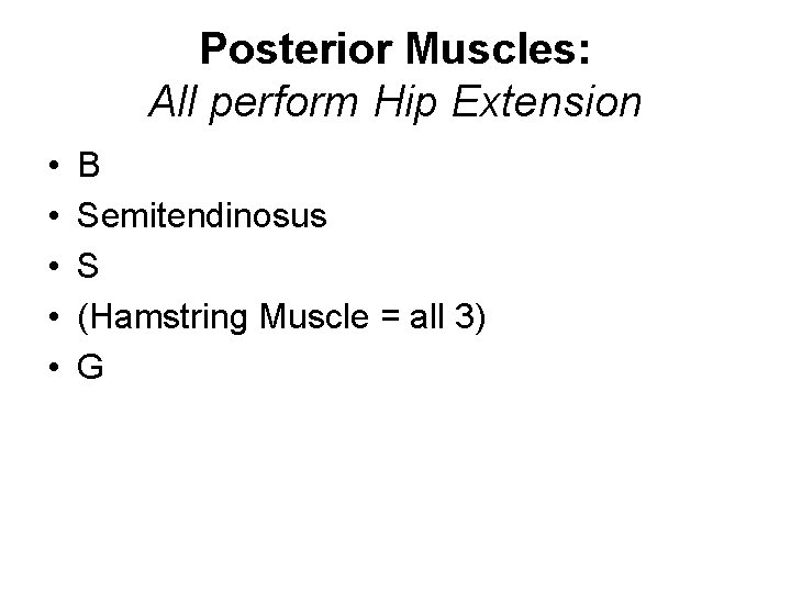 Posterior Muscles: All perform Hip Extension • • • B Semitendinosus S (Hamstring Muscle