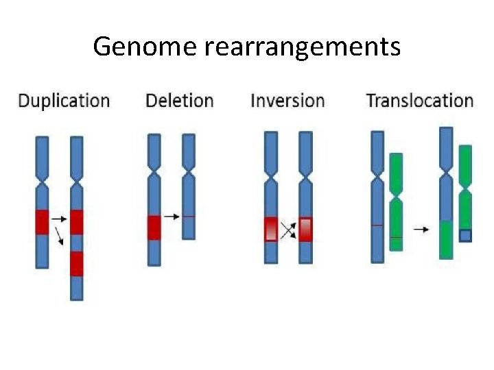 Genome rearrangements 