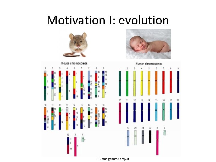 Motivation I: evolution Human genome project 