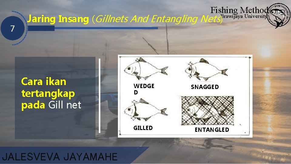 7 Fishing Method Brawijaya University Jaring Insang (Gillnets And Entangling Nets) Cara ikan tertangkap
