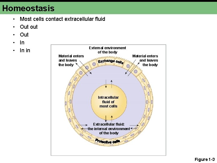 Homeostasis • • • Most cells contact extracellular fluid Out out Out In External