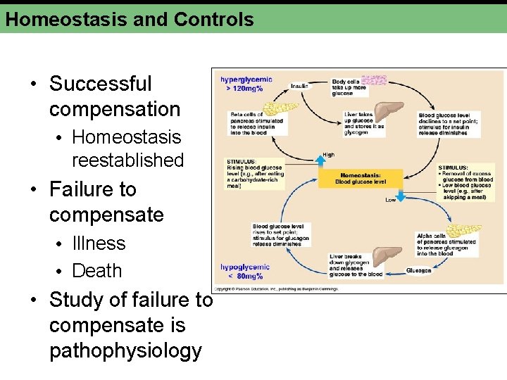 Homeostasis and Controls • Successful compensation • Homeostasis reestablished • Failure to compensate •