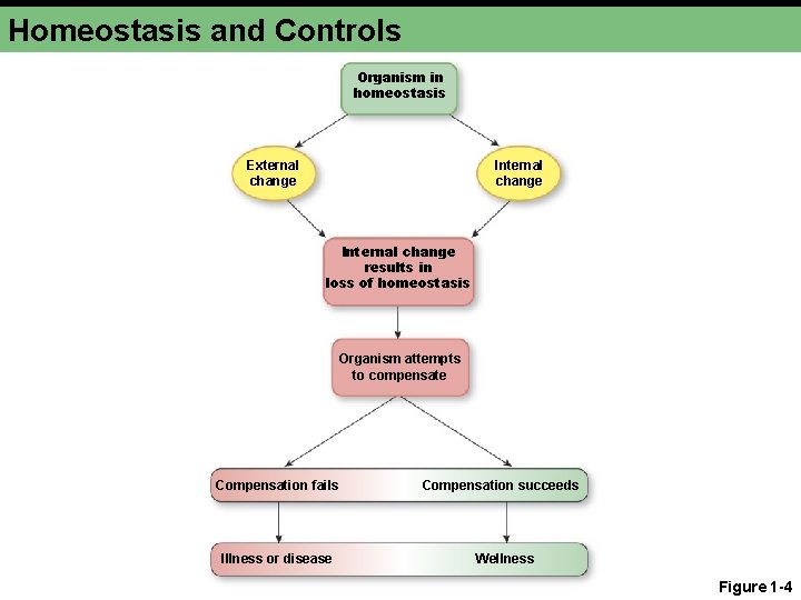 Homeostasis and Controls Organism in homeostasis External change Internal change results in loss of