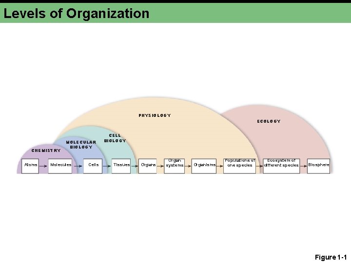 Levels of Organization PHYSIOLOGY CHEMISTRY Atoms MOLECULAR BIOLOGY Molecules Cells ECOLOGY CELL BIOLOGY Tissues