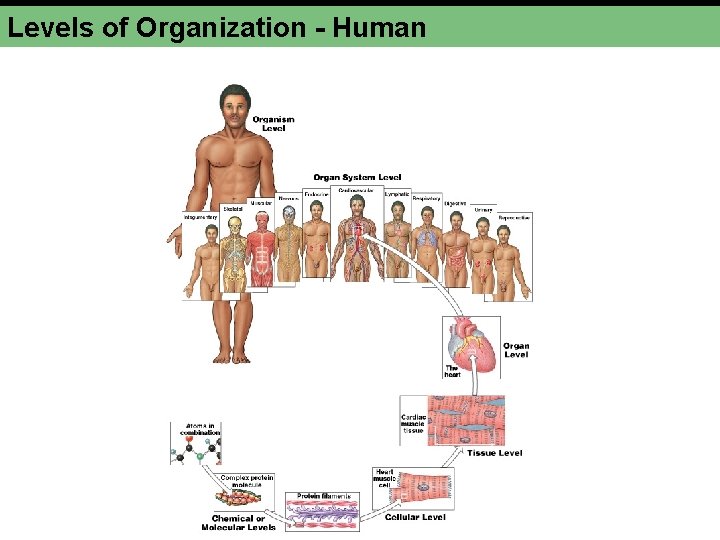 Levels of Organization - Human 