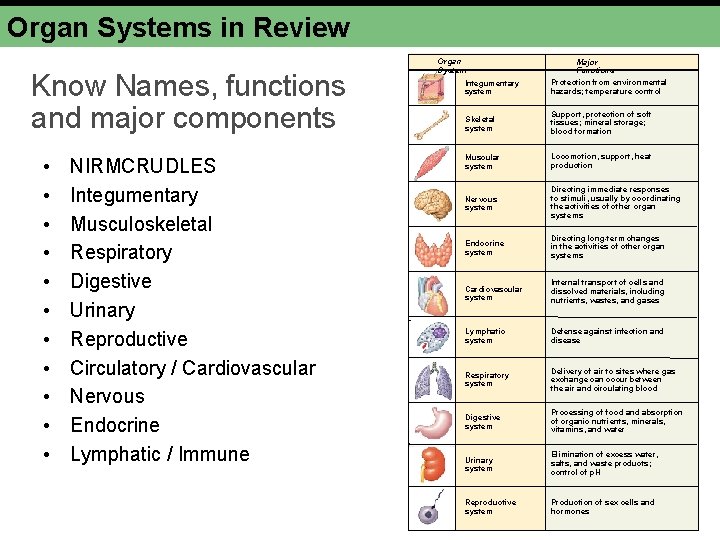Organ Systems in Review Know Names, functions and major components • • • NIRMCRUDLES