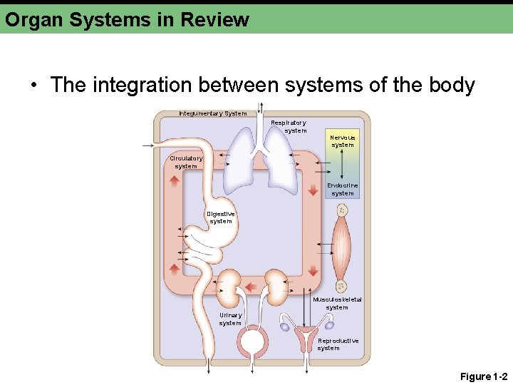 Organ Systems in Review • The integration between systems of the body Integumentary System