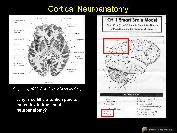 Cortical Neuroanatomy Carpenter, 1991, Core Text of Neuroanatomy Why is so little attention paid