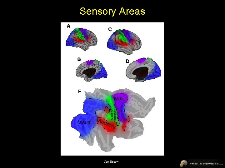 Sensory Areas Van Essen 