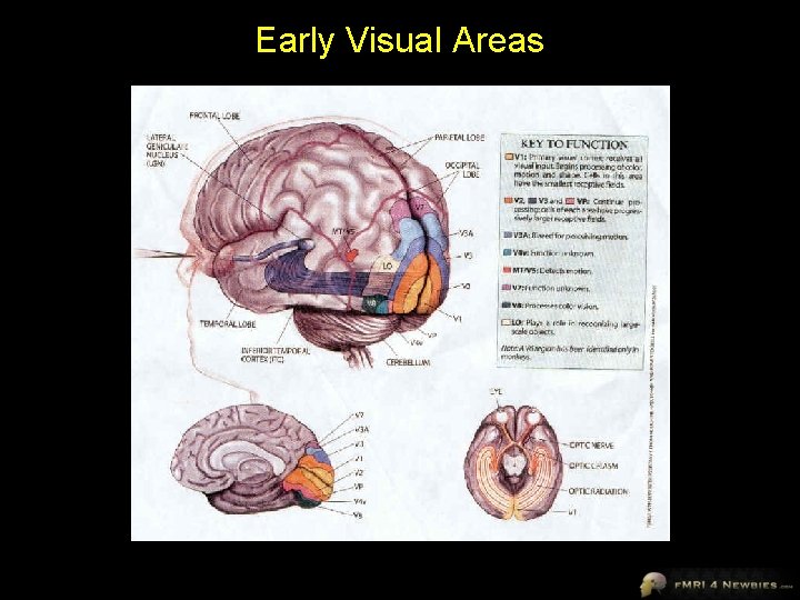 Early Visual Areas 