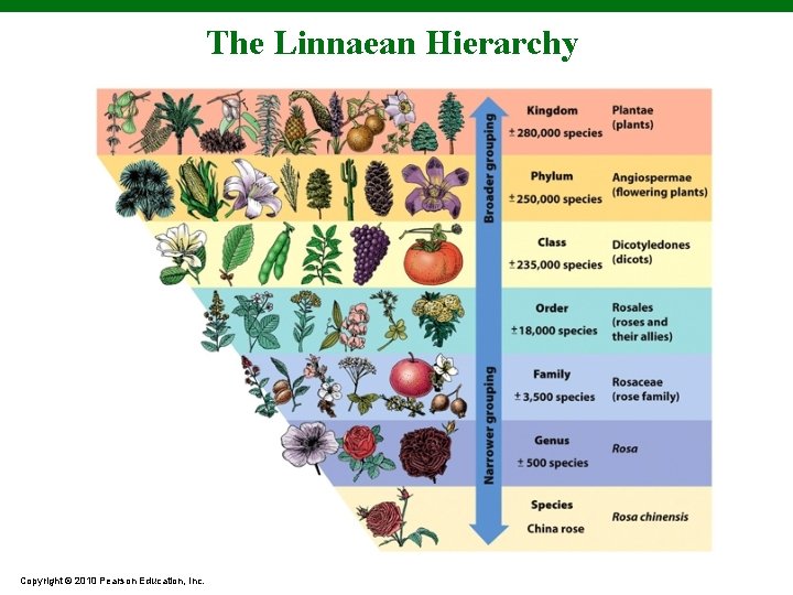 The Linnaean Hierarchy Copyright © 2010 Pearson Education, Inc. 