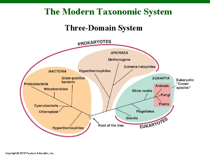 The Modern Taxonomic System Three-Domain System Copyright © 2010 Pearson Education, Inc. 