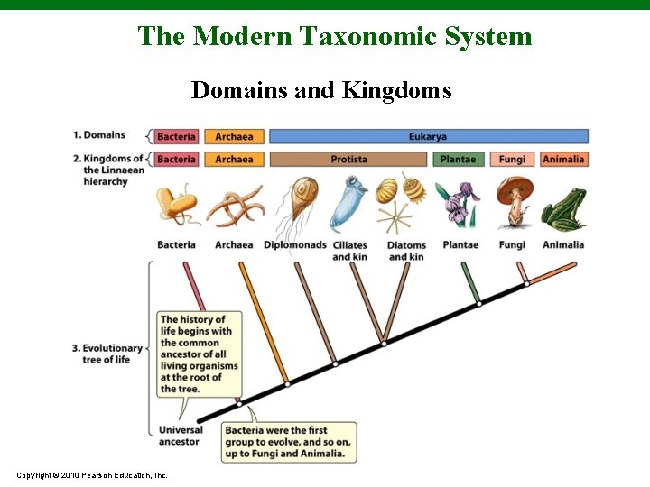The Modern Taxonomic System Domains and Kingdoms Copyright © 2010 Pearson Education, Inc. 