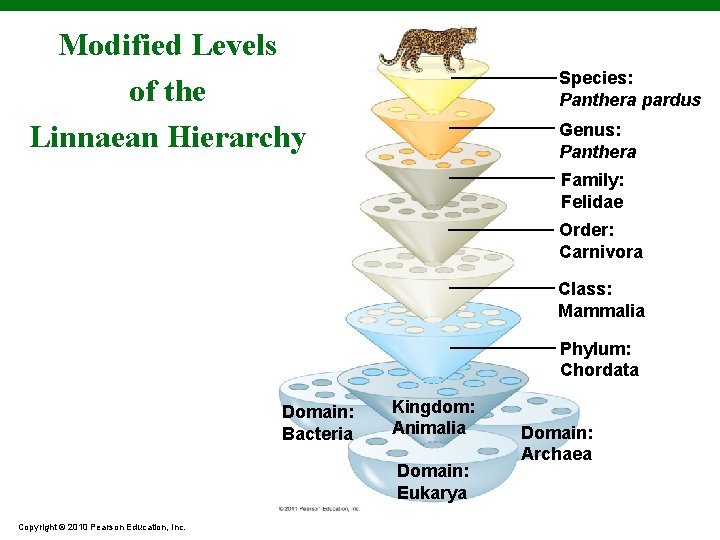 Modified Levels of the Linnaean Hierarchy Species: Panthera pardus Genus: Panthera Family: Felidae Order:
