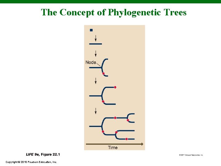 The Concept of Phylogenetic Trees Copyright © 2010 Pearson Education, Inc. 