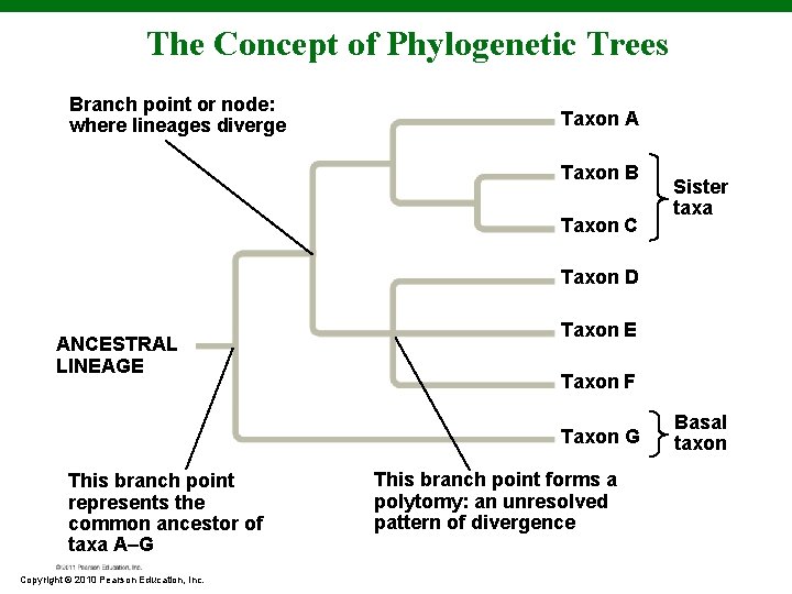 The Concept of Phylogenetic Trees Branch point or node: where lineages diverge Taxon A