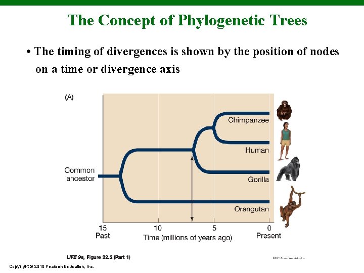 The Concept of Phylogenetic Trees • The timing of divergences is shown by the